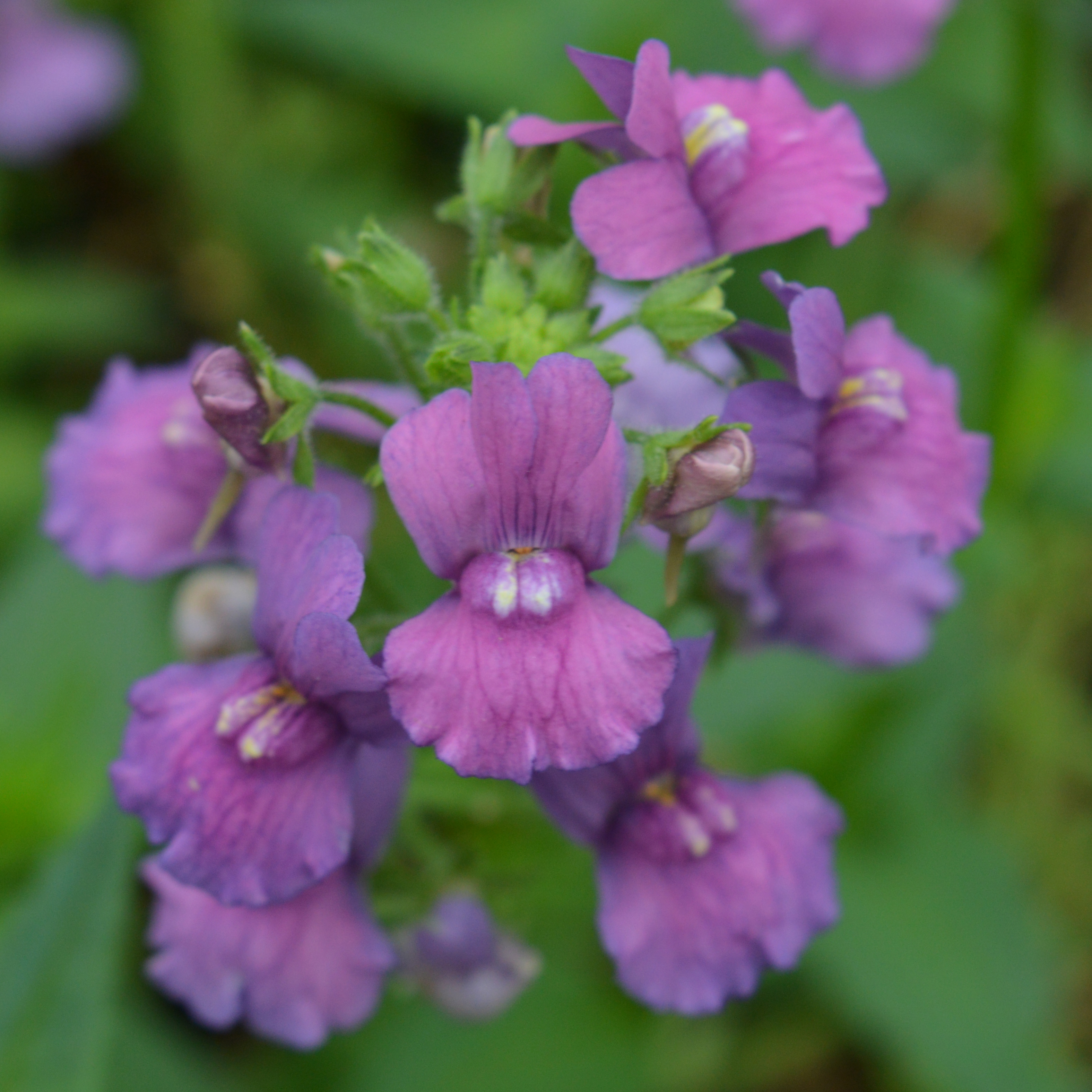 Nemesia denticulata Celebration